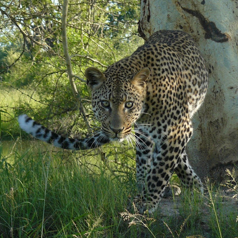 Kruger & Hluhluwe safari sightings- Tim Brown Tours channel avatar