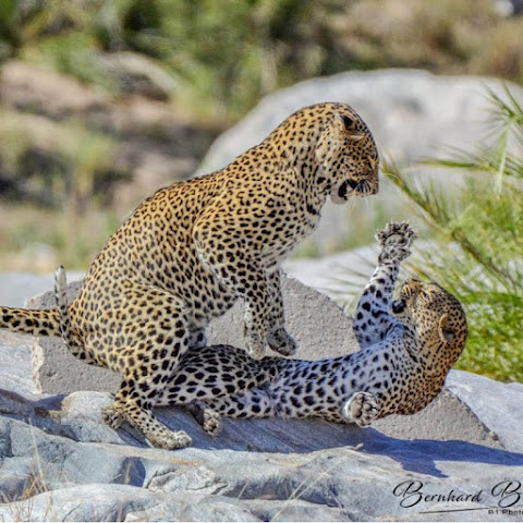Kruger Park Safari Sightings channel avatar
